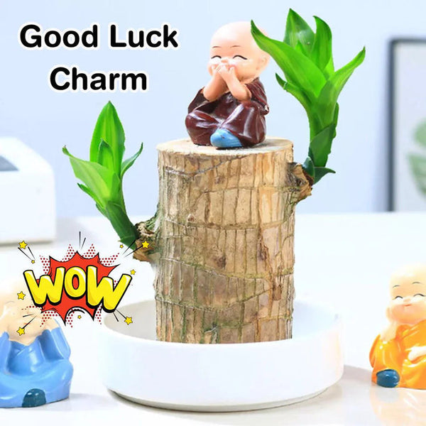 Goodluck Charm Brazilian Wood Plant