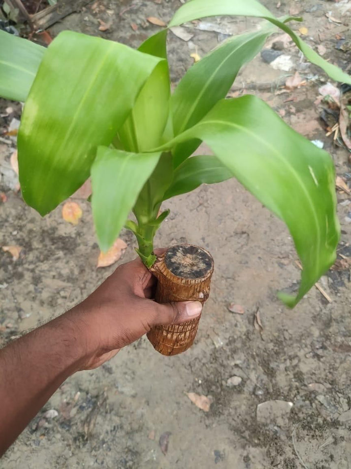 Goodluck Charm Brazilian Wood Plant